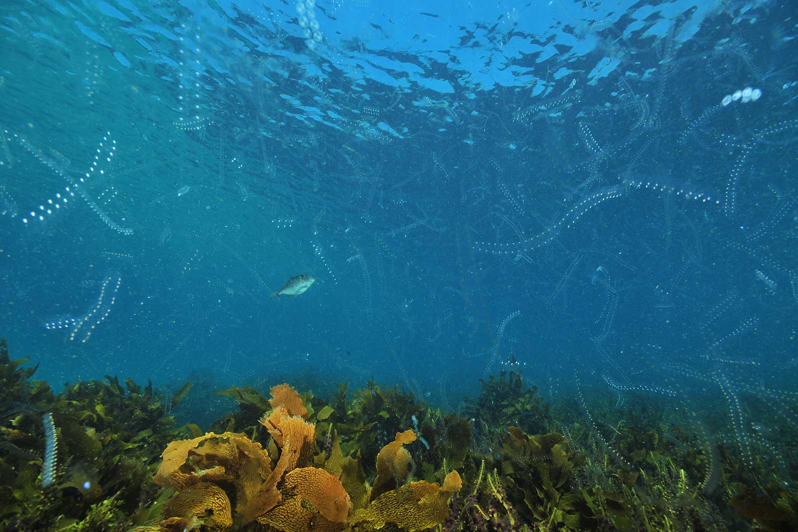 Unterwasseraufnahme mit bunten Algen und kleinen Fischen, umgeben von transparenten Quallen in klarem Wasser.