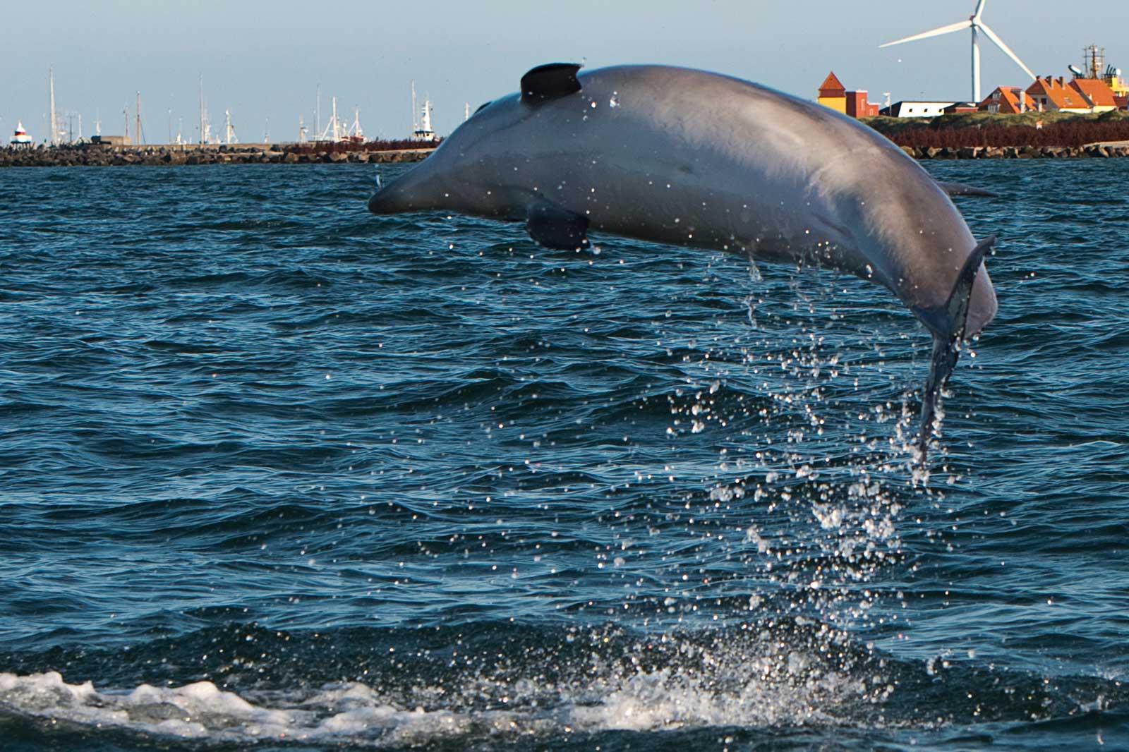 Ein Delfin springt aus dem Wasser mit spritzendem Wasser im Hintergrund eines Hafens und Windkraftanlagen.