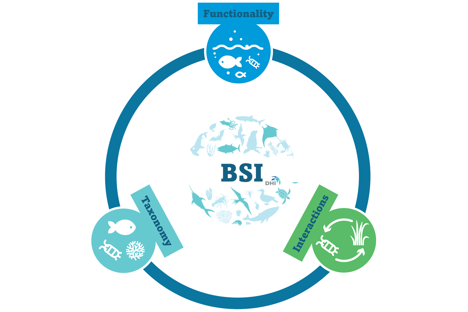 Ein Diagramm, das die Beziehung zwischen Funktionalität, Taxonomie und Interaktionen in der marinen Ökologie darstellt.